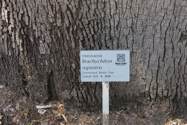 The Queensland bottle tree, or (Brachychiton rupestris). — Steemit