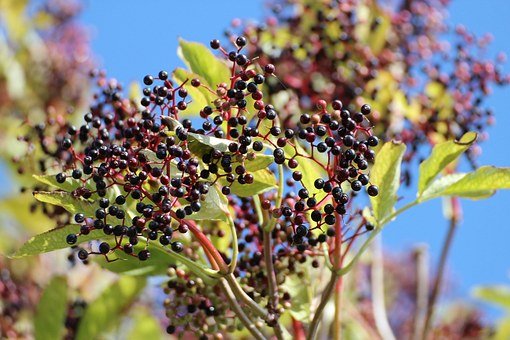 elderberrybush.jpg