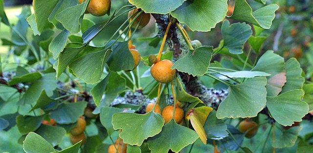 Ginkgo_biloba_tree.jpg