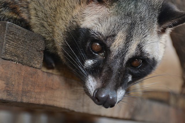 civets-2166748_960_720.jpg