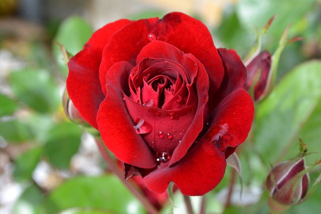 rose-776966_960_720.jpg