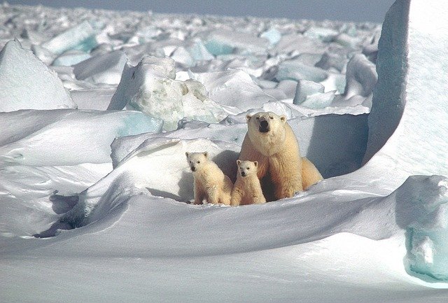polar-bear-1509103_640.jpg