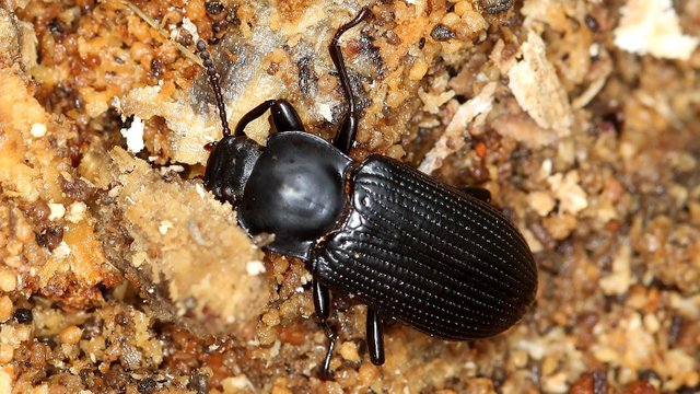 Darkling beetle BY Tas in rotting stump Small 2017-09-30.jpg