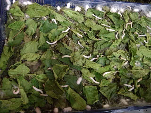 silk worms.jpg