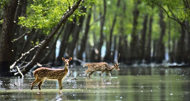 sundarbans-the-largest-mangrove-forest-in-the-world.jpg