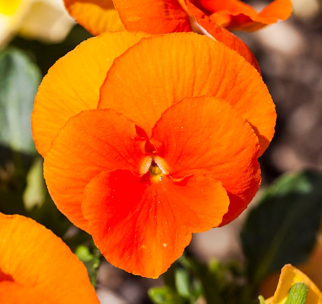 Viola_x_wittrockiana_'Padparadja'.jpg