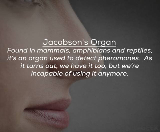 turns_out_we_have_many_organs_that_we_could_easily_live_without_640_16.jpg