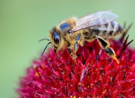 bee-3348973__340.jpg