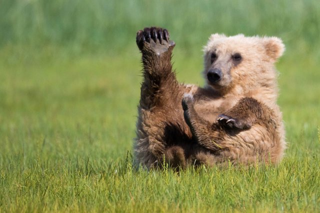 little yoga bear (1).jpg