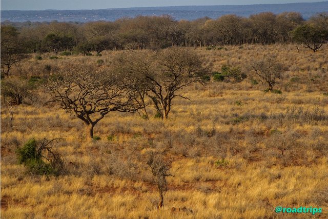 uMkhuze-Game-Reserve.jpg