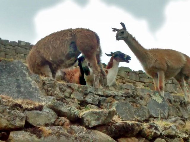 machupichu9.jpg