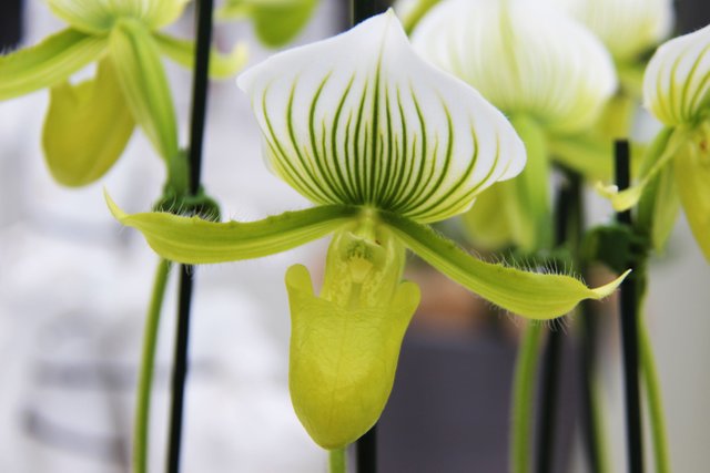  Lady's Slipper Orchids