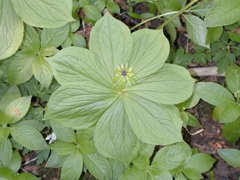 Herb Paris 7.jpg