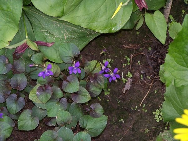 New North Garden - Newfoundland violet, red trillium, leopard's bane crop May 2006.jpg