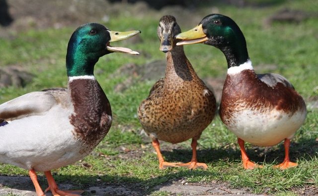 3-ducks-with-caption2-shutterstock_51182917.jpg