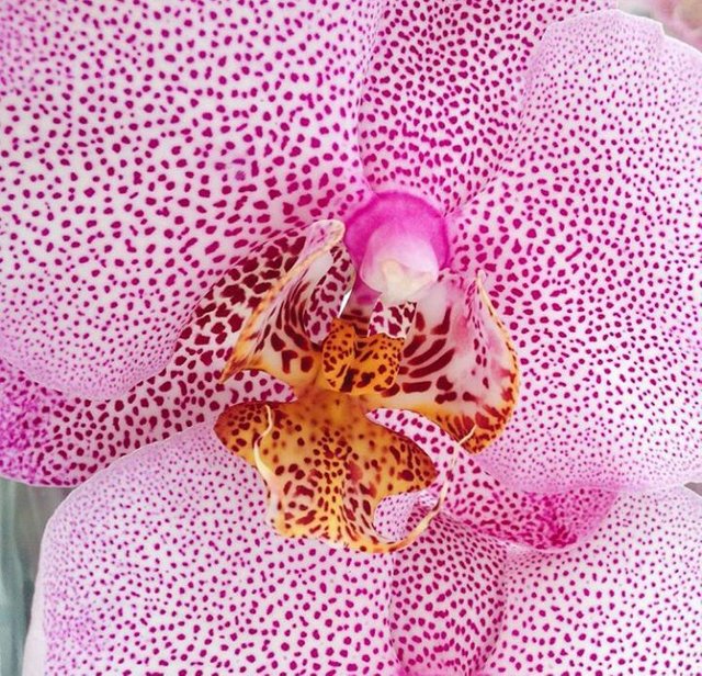 orquidea.jpeg