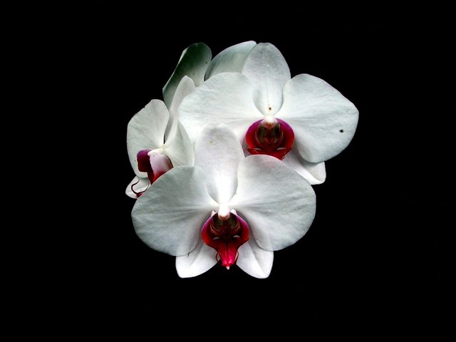 orchideen0mdc.jpeg