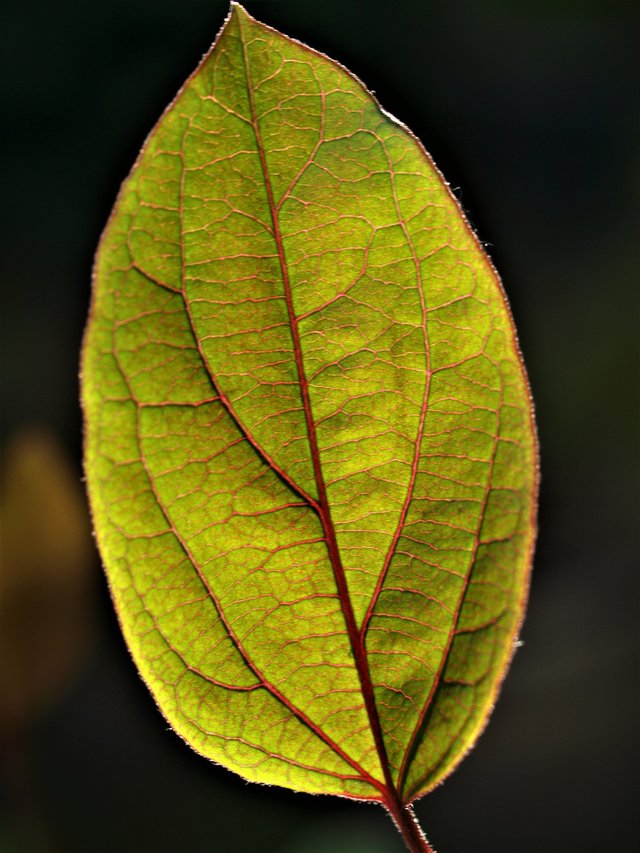 leaf-3359614_1920.jpg