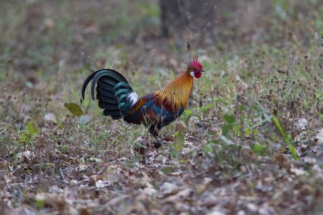 01-waq-chickens-NationalGeographic_1915267.adapt.768.1.jpg