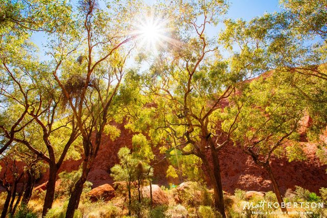 trees4ULURU_1000pxblog.jpg