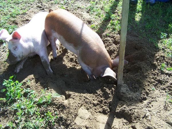 10.Piggy Dripper help9 crop June 2014 .jpg