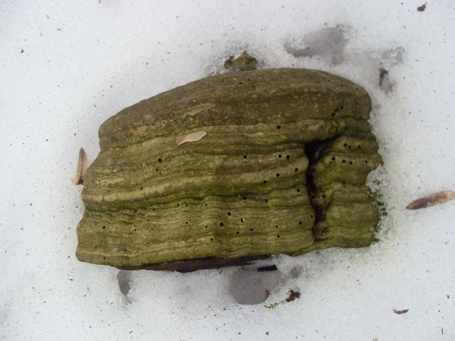 SDC12656.JPG