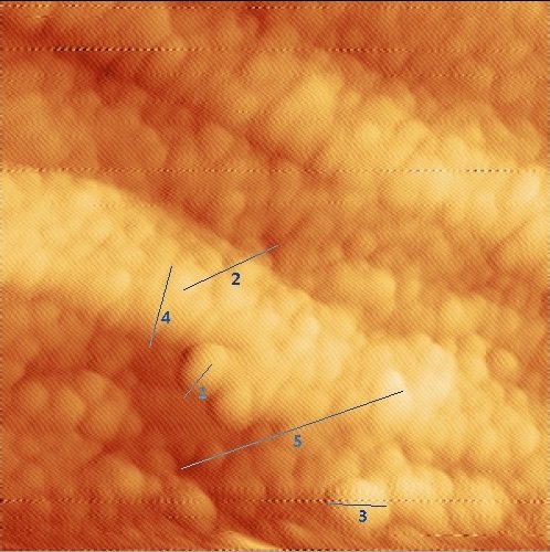 image of final scan with lines assocaited with morphology table.jpg