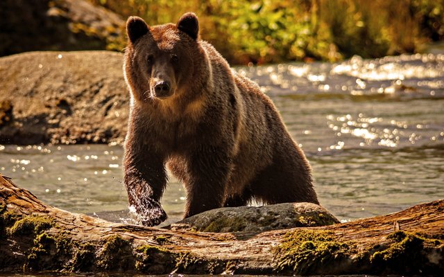 Animals_bears_2560x1600.jpg