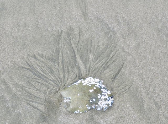 "“Stone Growing, Stone Swimming”, photography by @eric-boucher.jpg