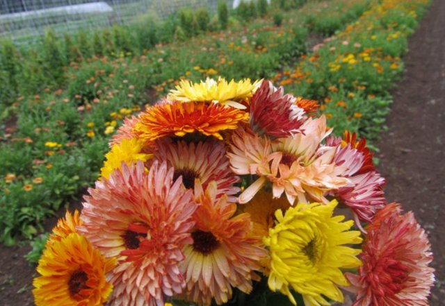 CALENDULA.HUDSONVALLEYSEEDCO.jpg