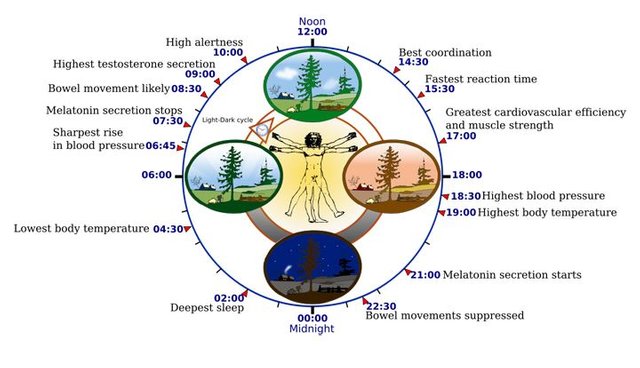 sleep cycle.JPG