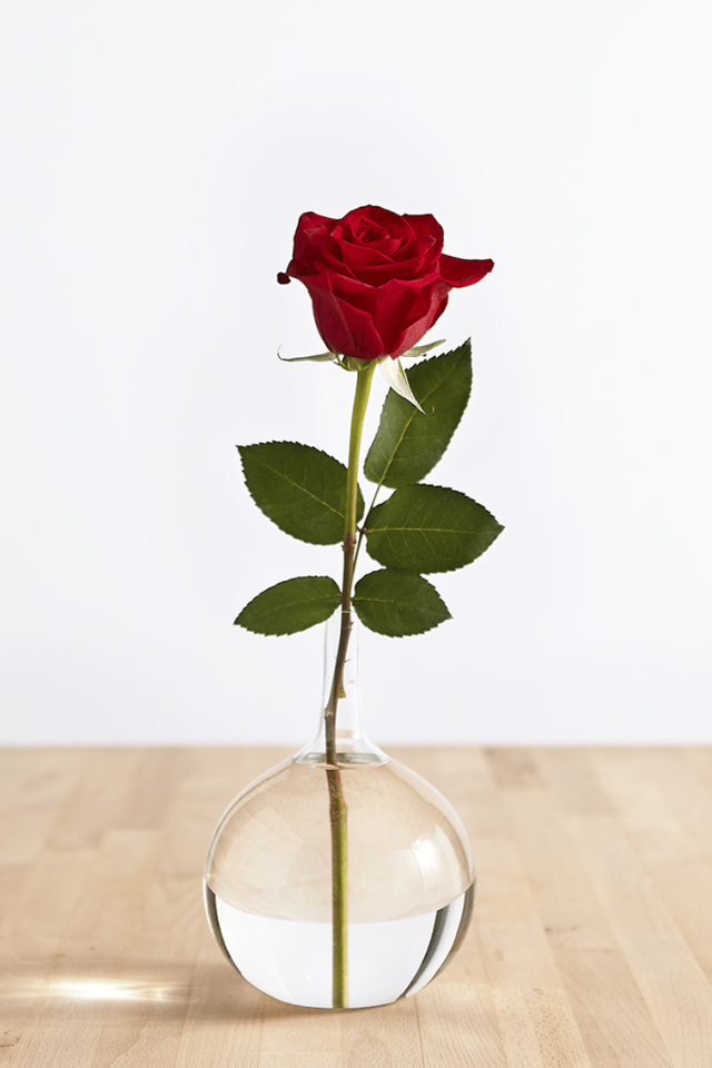 7-31_History-Meaning-of-Red-Roses_Images-1a-683x1024.png