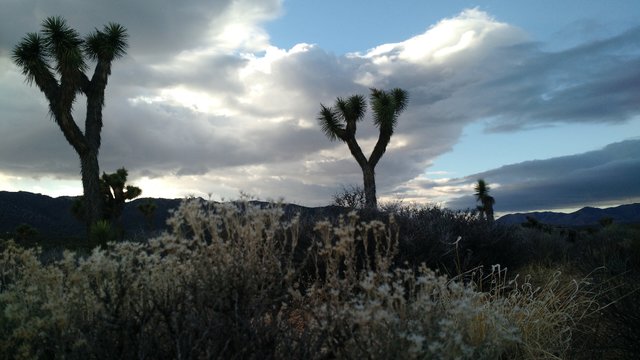 Sunset in Joshua Tree.jpg