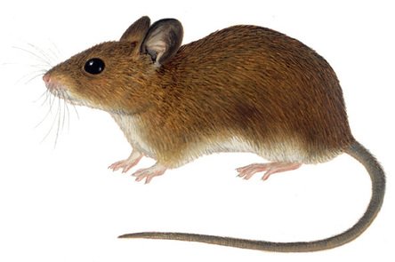 Mouse Animal Steemit