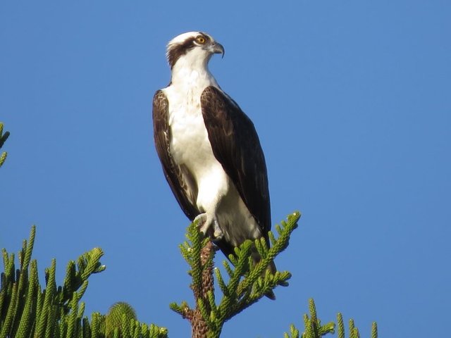 Osprey-male-at-nest-FL-yard-3.1.16-Bill-Dunson-IMG_1668-aa.jpg