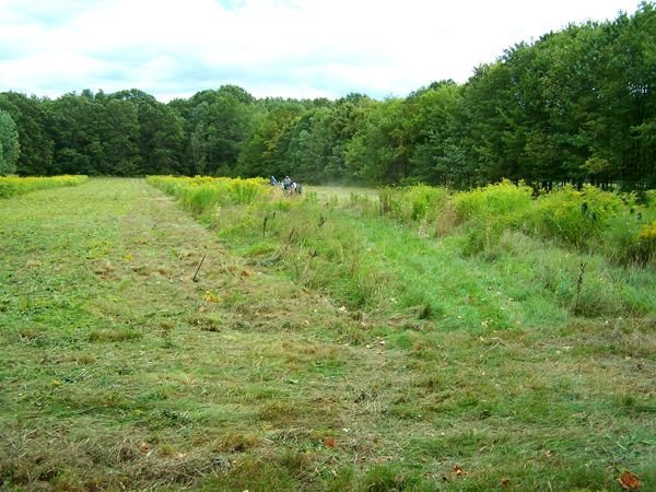 Carol's field - south field2 crop Sept.2010.jpg