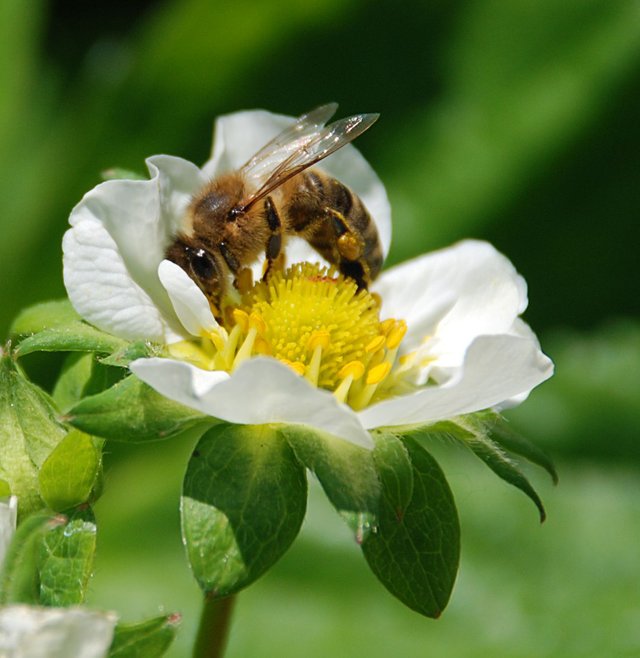 Bee on the strawberry flower — Steemit