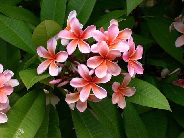 plumeria-frangipani-champa.jpg