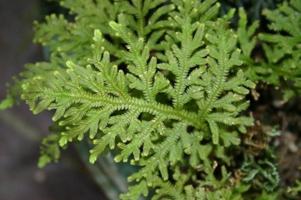 selaginella-mollis.jpg