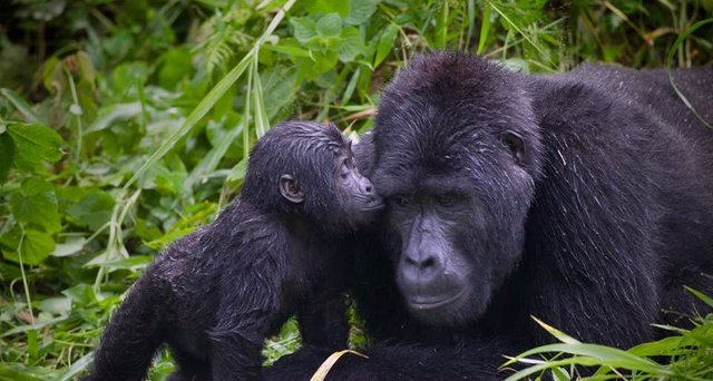 Gorillas-primates-13164939-958-512.jpg
