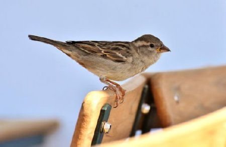 02 sparrow_ed.jpg