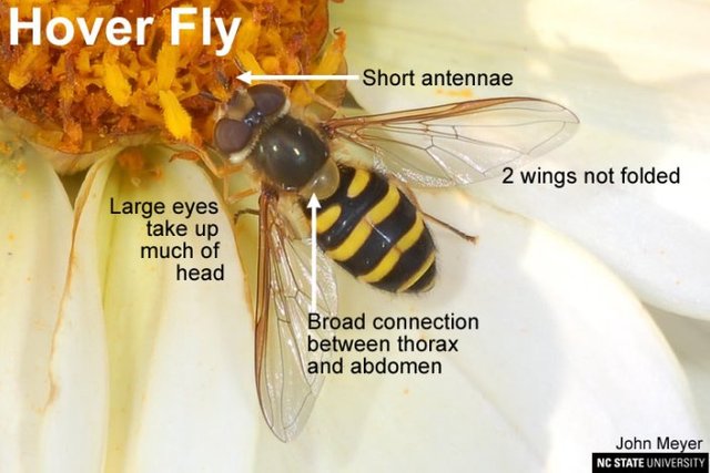 Hoverfly Chart.jpg