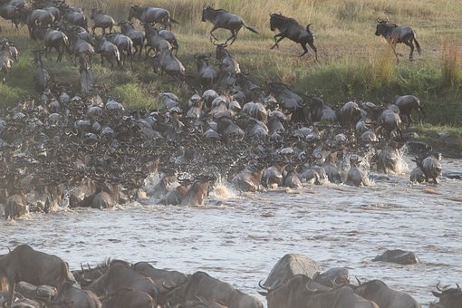 wildebeest-migration-2322110__340.jpg