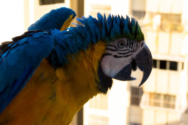 Macaw5