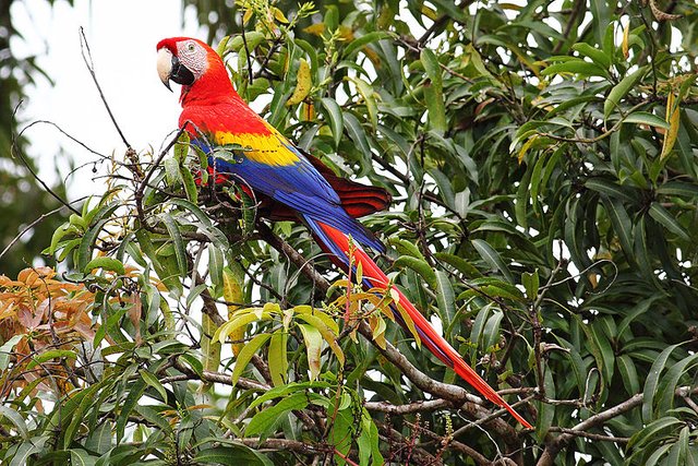 800px-Scarlet-Macaw-cr.jpg