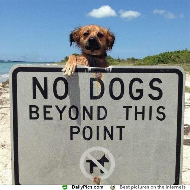 no-dogs-beyond-this-point.jpg