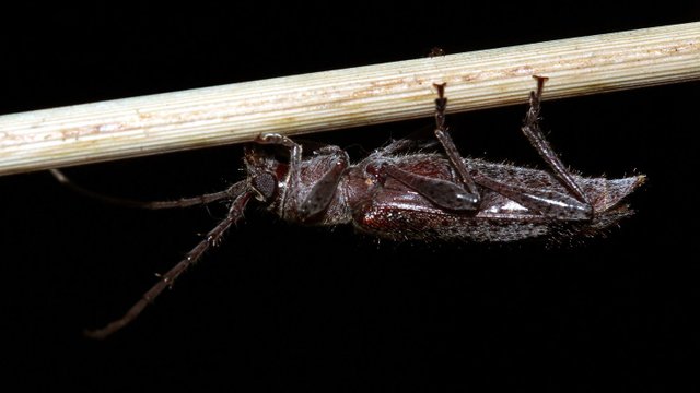 Cerambycidae BY Tas 2018-01-19 n3.jpg