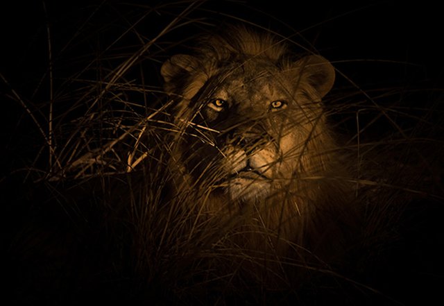 Lion_night-drive.jpg