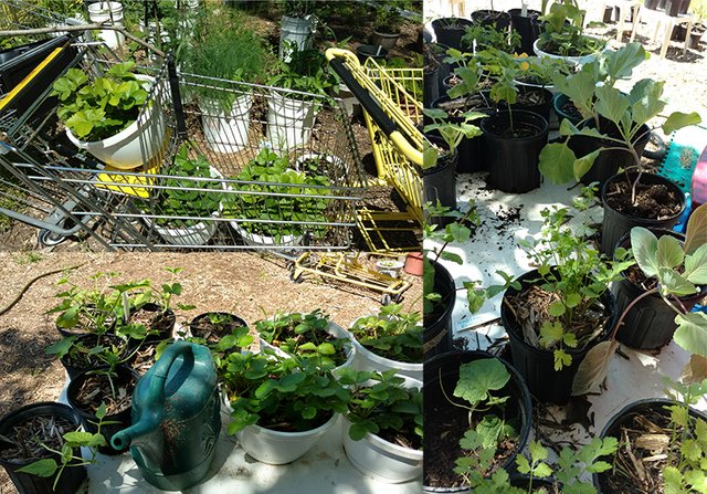 garden-potted-plant-collage.jpg