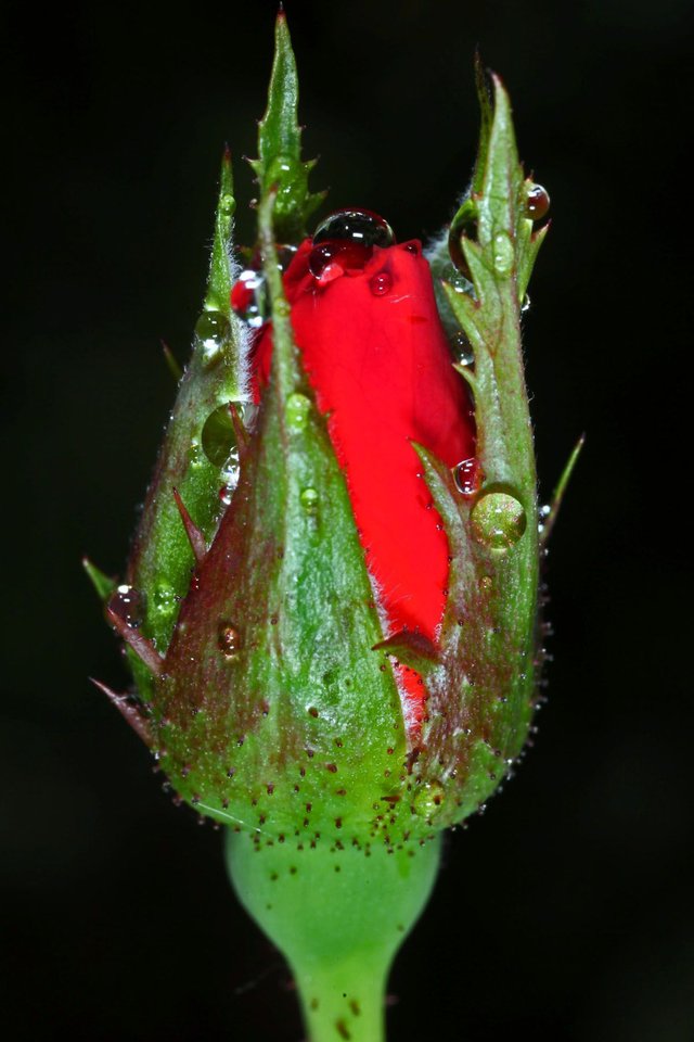 Water-Drops-Red-Rose-edited.jpg